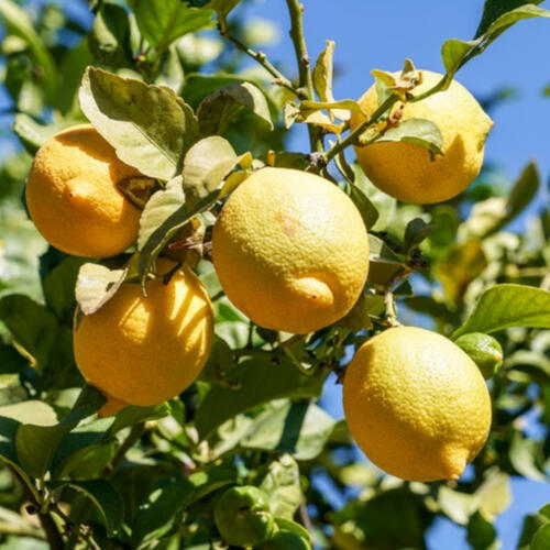 produto-paisagismo-arvores-frutiferas-01
